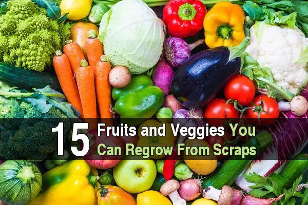 23 Fruits & Veggies You Can Grow From Scraps - CoastalLandscapeSupplies