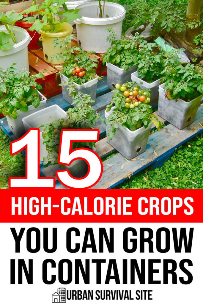 15 High-Calorie Crops You Can Grow in Containers