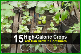 15 High-Calorie Crops You Can Grow in Containers