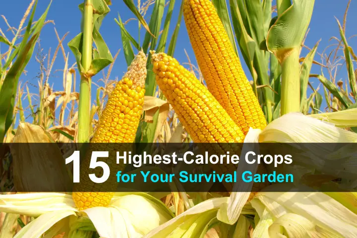 15 Highest Calorie Crops for Your Survival Garden