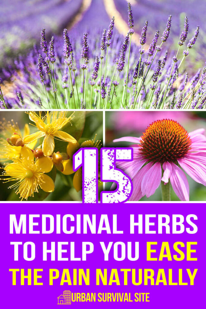 15 Medicinal Herbs to Help You Ease The Pain Naturally