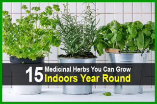 15 Medicinal Herbs You Can Grow Indoors Year Round