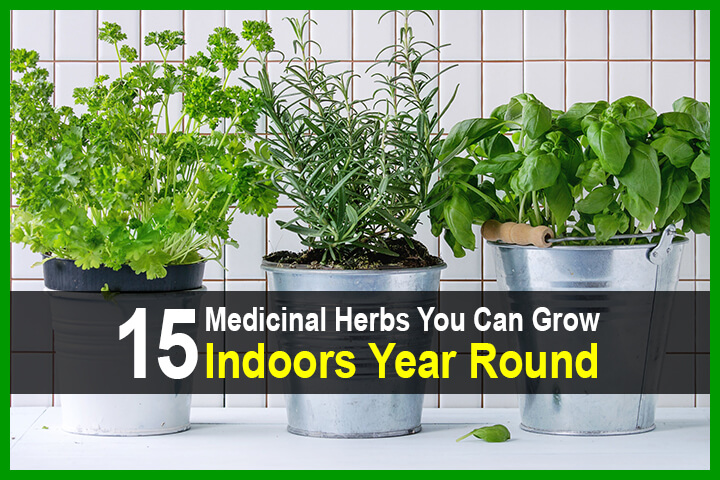 15 Medicinal Herbs You Can Grow Indoors Year Round