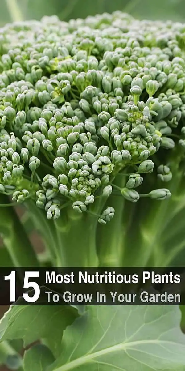 15 Most Nutritious Plants To Grow In Your Garden