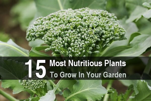 15 Most Nutritious Plants To Grow In Your Garden