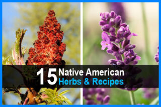 15 Native American Herbs & Recipes