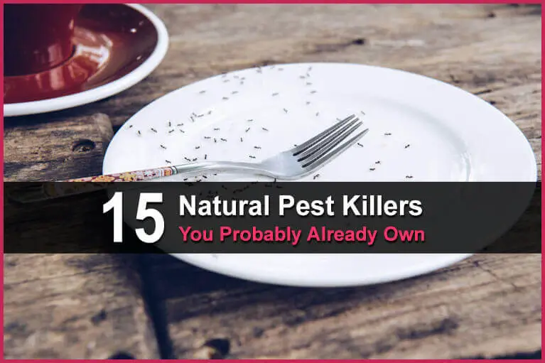 15 Natural Pest Killers You Probably Already Own