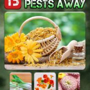 Pinterest Hidden Image