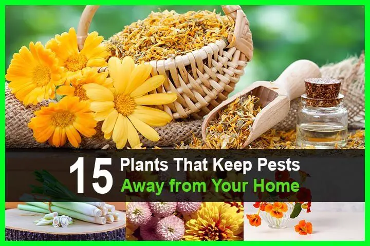 15 Plants That Keep Pests Away from Your Home