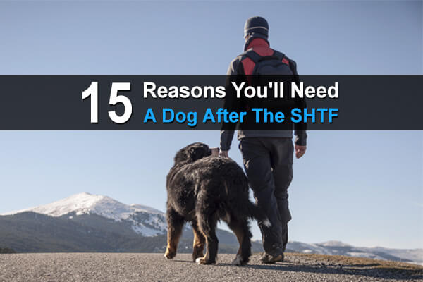 15 Reasons You'll A Dog After The SHTF