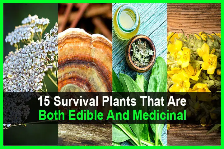 15 Survival Plants That Are Both Edible AND Medicinal
