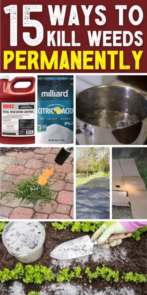 15 Ways to Kill Weeds Permanently