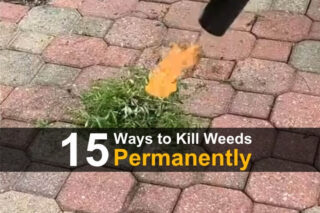 15 Ways to Kill Weeds Permanently