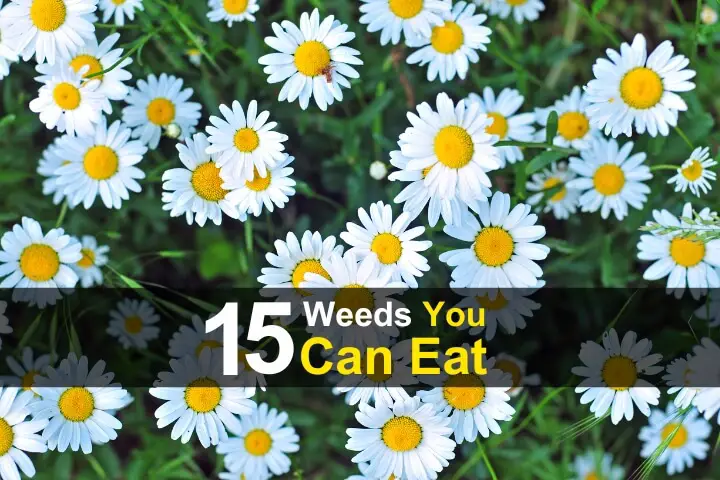 15 Weeds You Can Eat