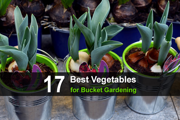 17 Best Vegetables for Bucket Gardening