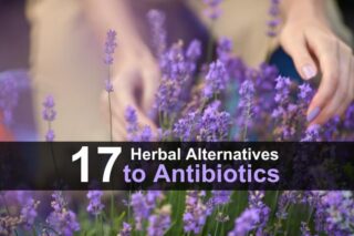17 Herbal Alternatives to Antibiotics