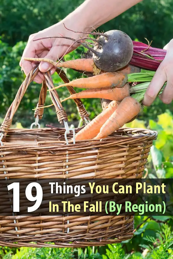 19 Things You Can Plant In The Fall (By Region)
