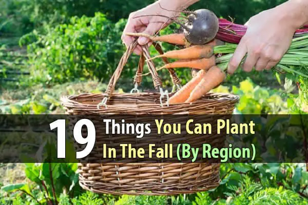 19 Things You Can Plant In The Fall (By Region)