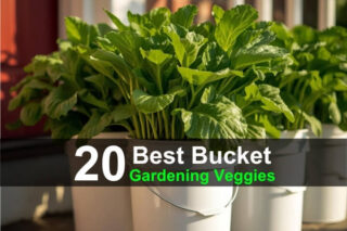 20 Best Bucket Gardening Vegetables