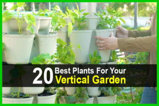 20 Best Plants For Your Vertical Garden