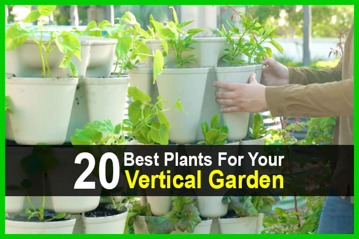 20 Best Plants For Your Vertical Garden