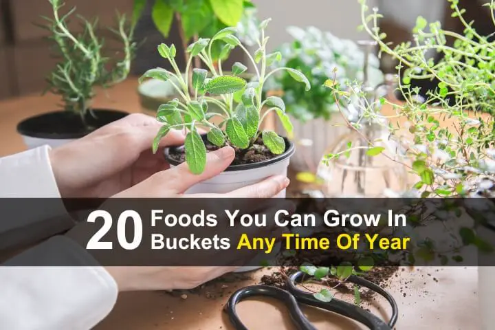 20 Foods You Can Grow In Buckets Any Time Of Year