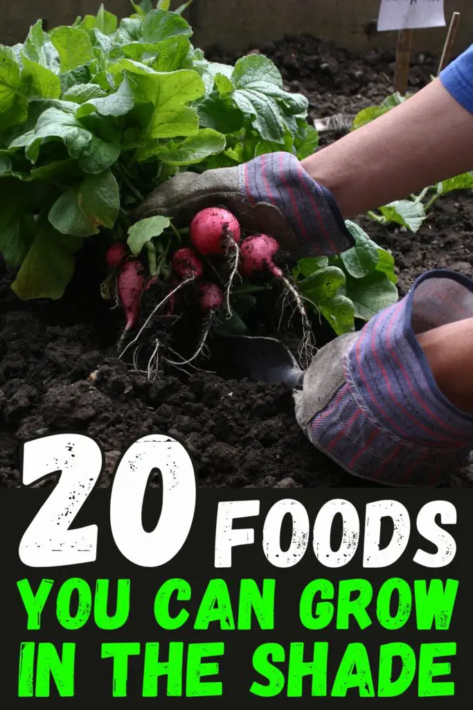 20 Foods You Can Grow In The Shade