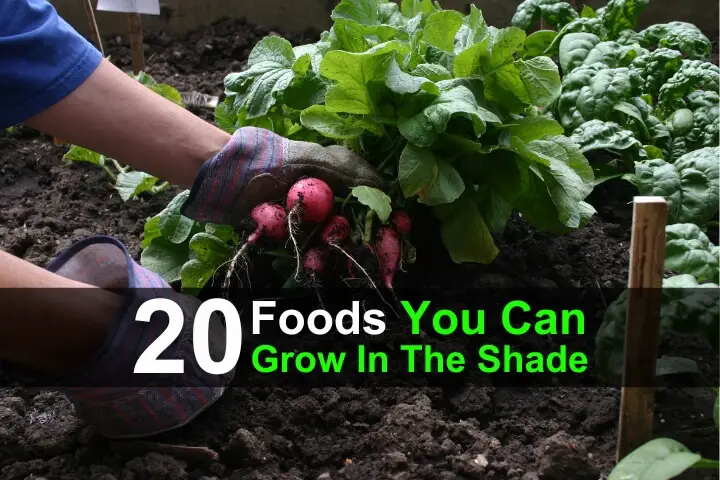 20 Foods You Can Grow In The Shade