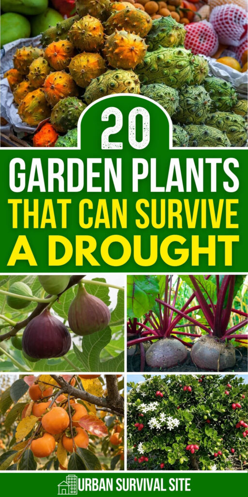 20 Garden Plants That Can Survive a Drought