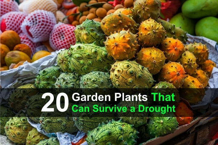 20 Garden Plants That Can Survive a Drought 20 Garden Plants That Can Survive a Drought