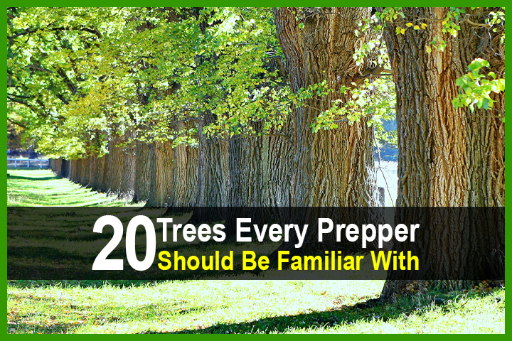20 Trees Every Prepper Should Be Familiar With