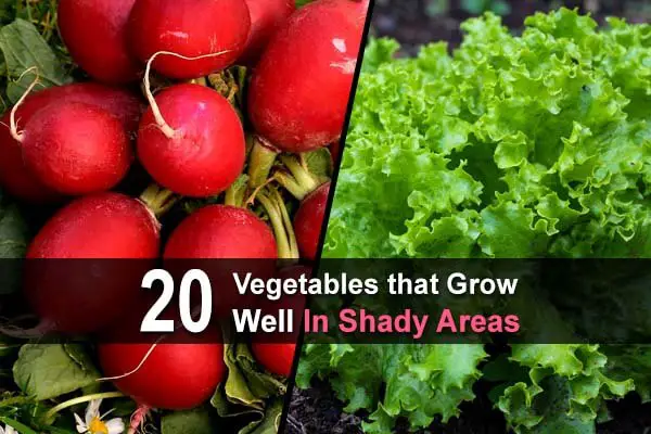 20 Vegetables that Grow Well in Shady Areas