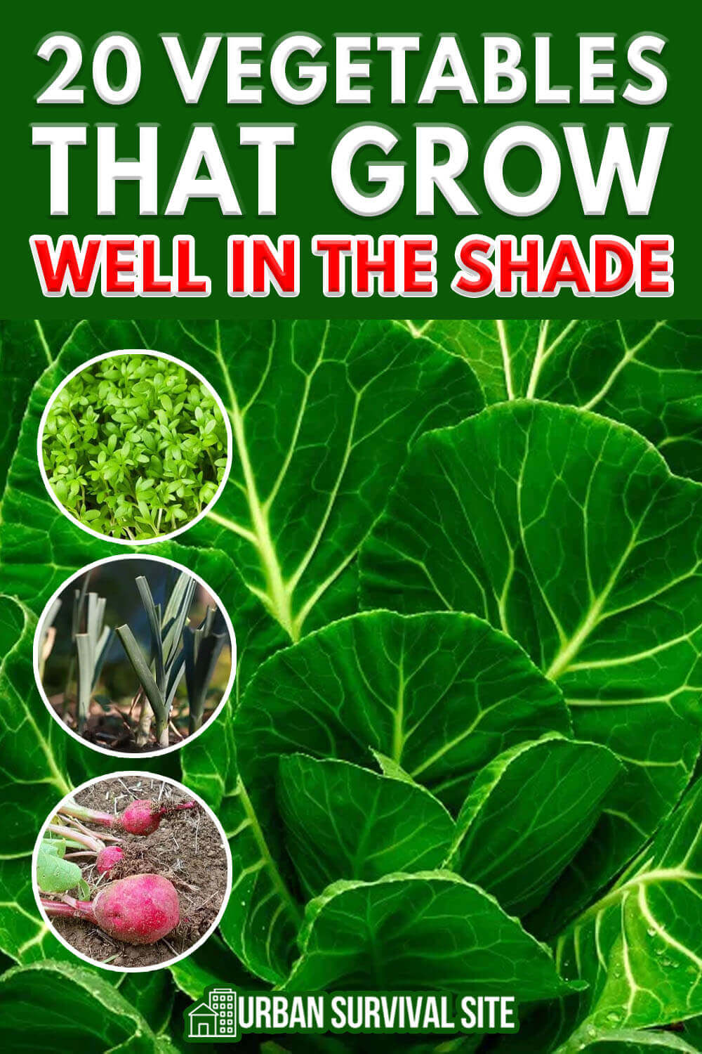 20 Vegetables that Grow Well in The Shade Urban Survival Site