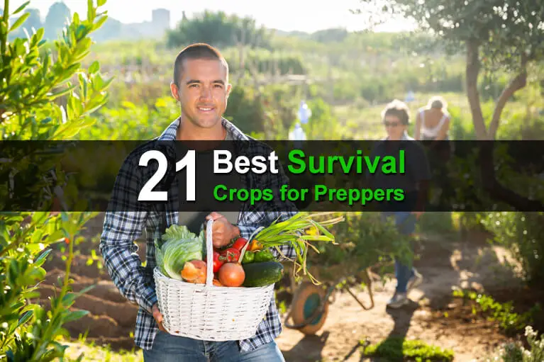 21 Best Survival Crops for Preppers