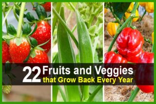 22 Fruits and Veggies that Grow Back Every Year