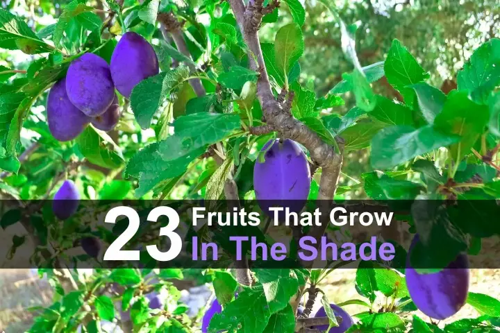 23 Fruits That Grow In The Shade