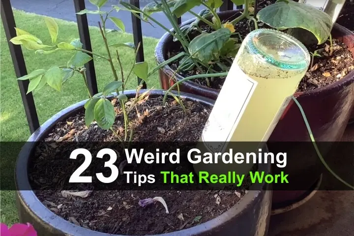 23 Weird Gardening Tips That Really Work 23 Weird Gardening Tips That Really Work