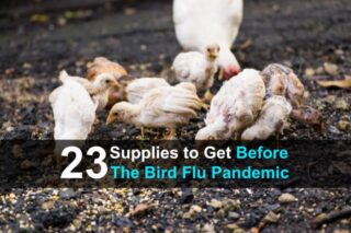 23 Supplies to Get Before the Bird Flu Pandemic