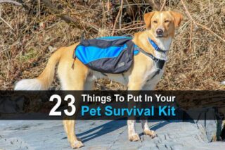 23 Things To Put In Your Pet Survival Kit