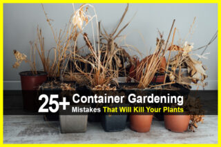 25+ Container Gardening Mistakes That Will Kill Your Plants