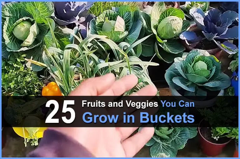 25 Fruits and Veggies You Can Grow in Buckets