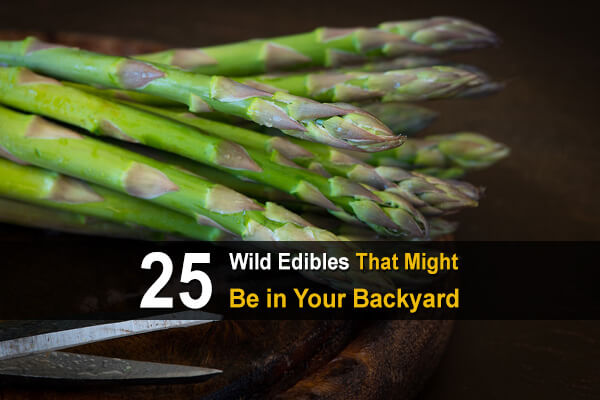25 Wild Edibles That Might Be In Your Backyard