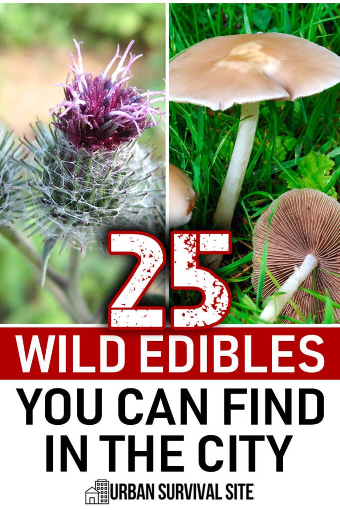 25 Wild Edibles You Can Find In The City