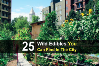 25 Wild Edibles You Can Find In The City