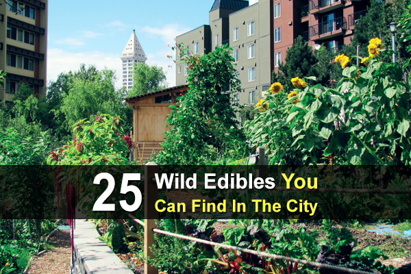 25 Wild Edibles You Can Find In The City