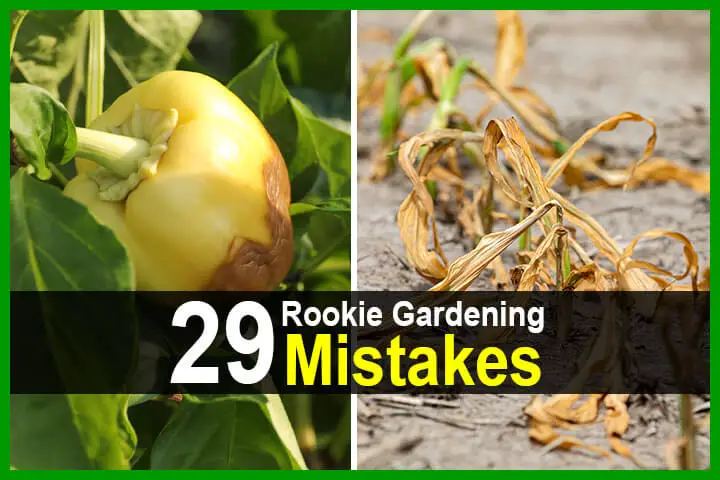 29 Rookie Gardening Mistakes