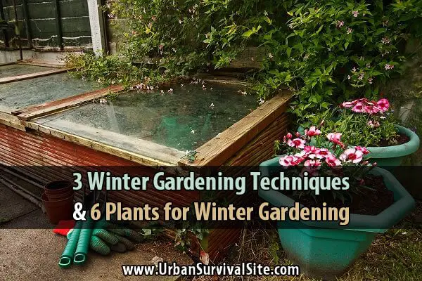 3 Winter Gardening Techniques and 6 Plants for Winter Gardening
