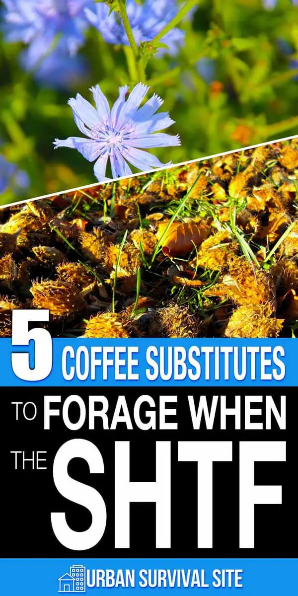 5 Coffee Substitutes to Forage When The SHTF