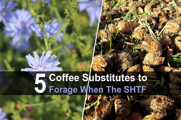 5 Coffee Substitutes to Forage When The SHTF