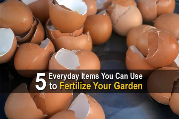 5 Everyday Items You Can Use to Fertilize Your Garden